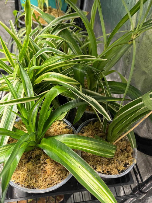 Chlorophytum comosum | Variegated Spider Plant | Various Sizes | Clear Nursery Pot | Healthy Roots | Air Purifying