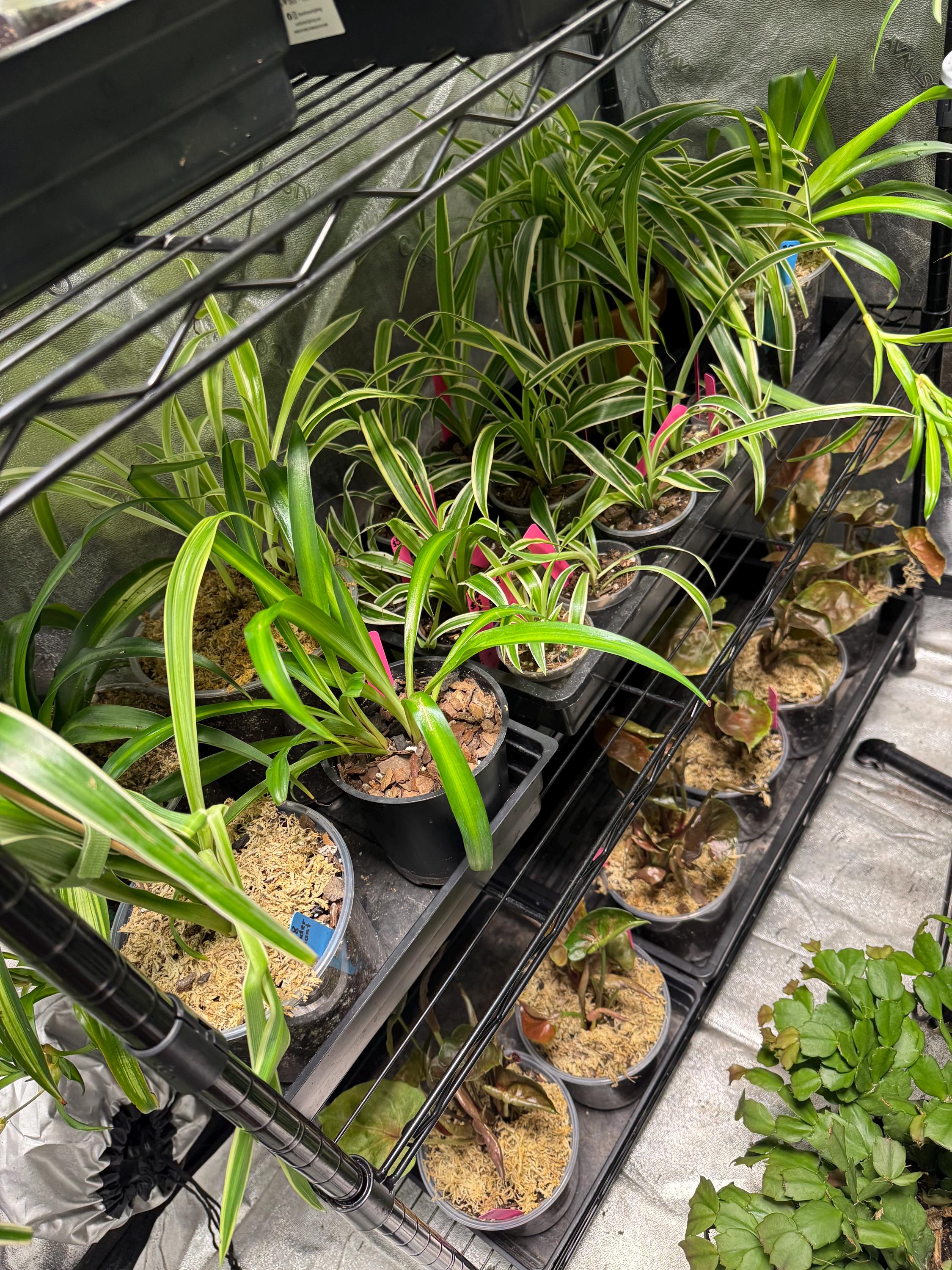 Chlorophytum comosum | Variegated Spider Plant | Various Sizes | Clear Nursery Pot | Healthy Roots | Air Purifying