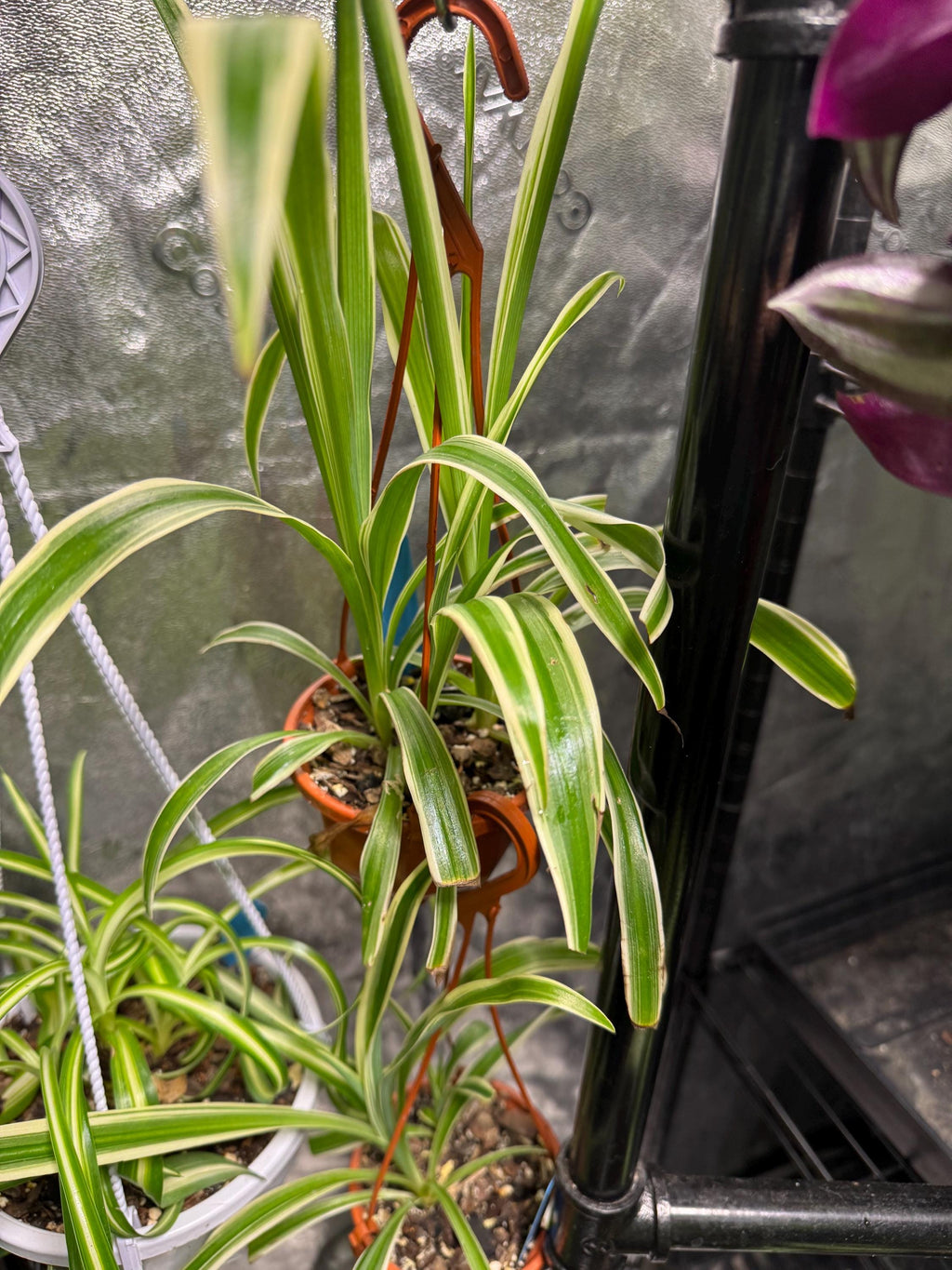 Chlorophytum comosum | Variegated Spider Plant | Various Sizes | Clear Nursery Pot | Healthy Roots | Air Purifying