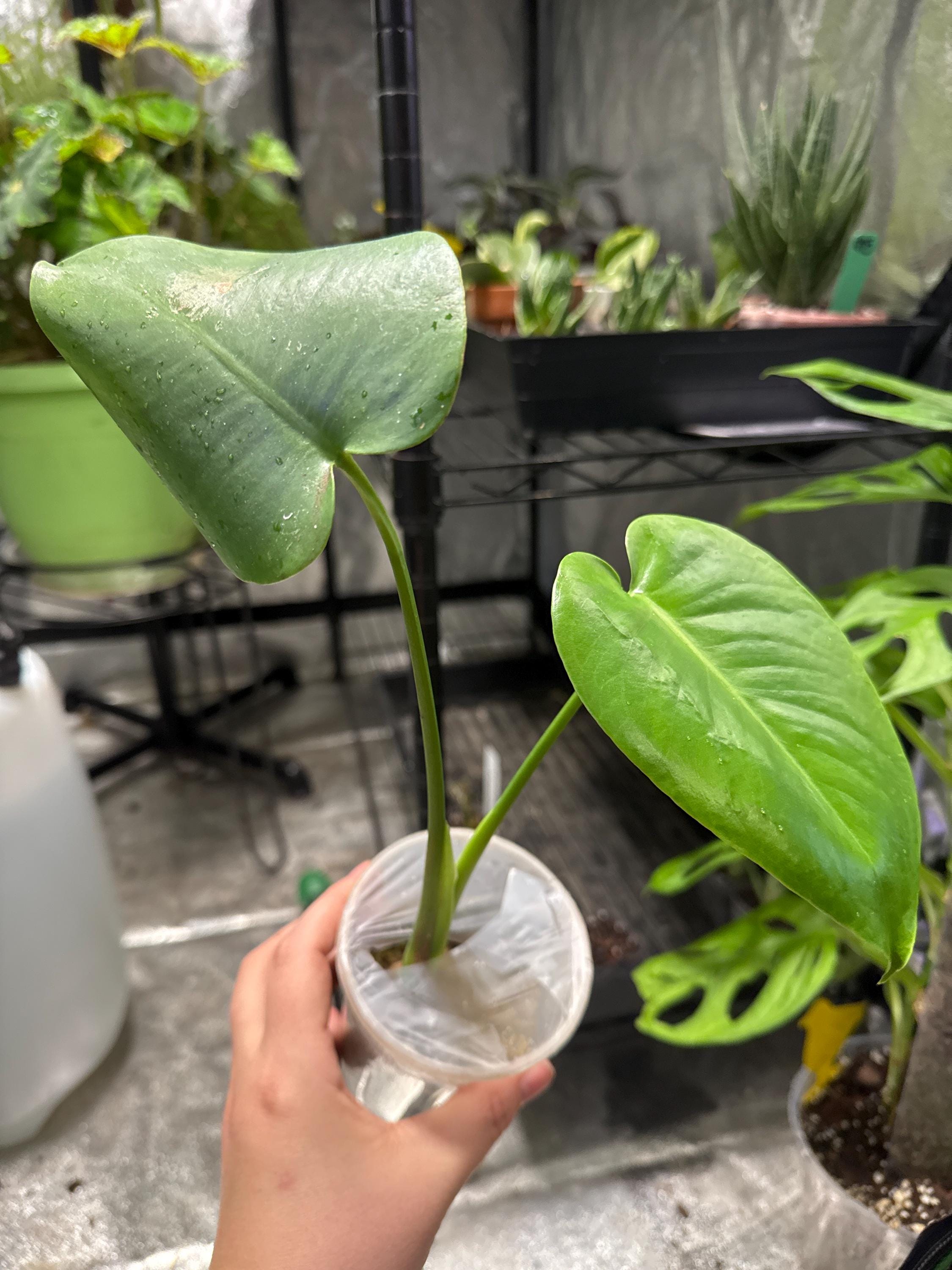 Monstera deliciosa (juvenile) | Swiss Cheese Plant | Rooted in Sphagnum Moss