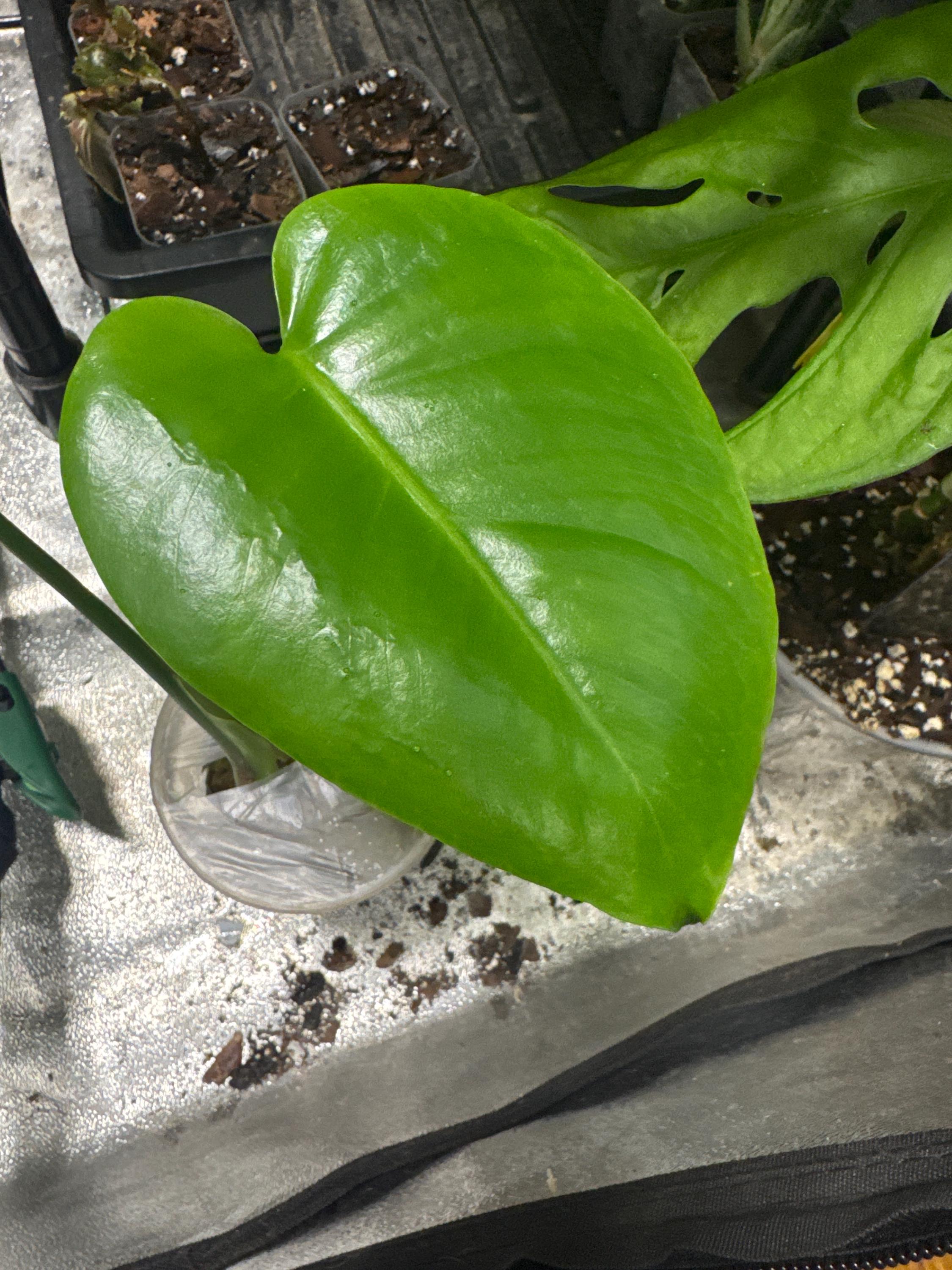 Monstera deliciosa (juvenile) | Swiss Cheese Plant | Rooted in Sphagnum Moss