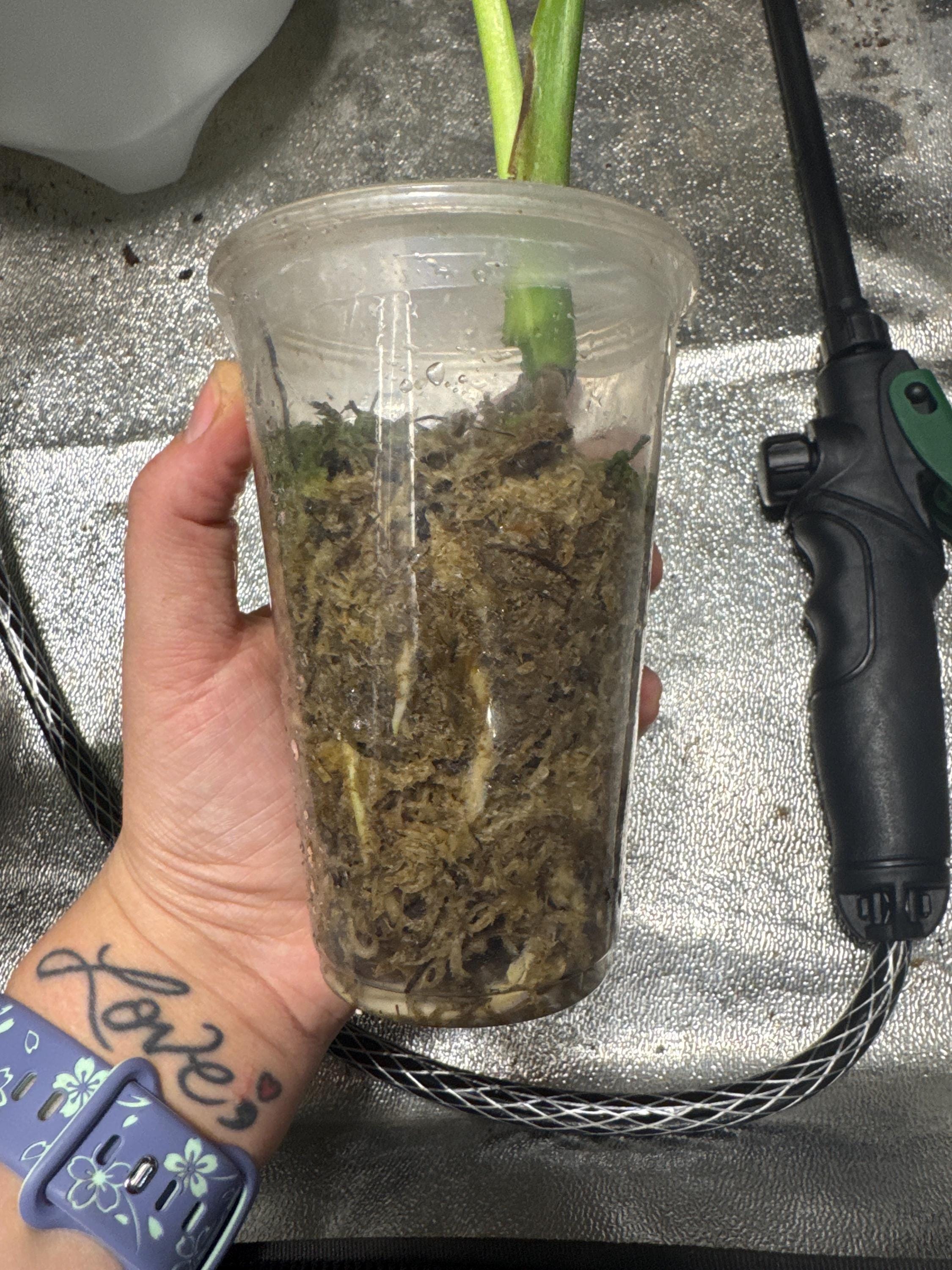 Monstera deliciosa (juvenile) | Swiss Cheese Plant | Rooted in Sphagnum Moss