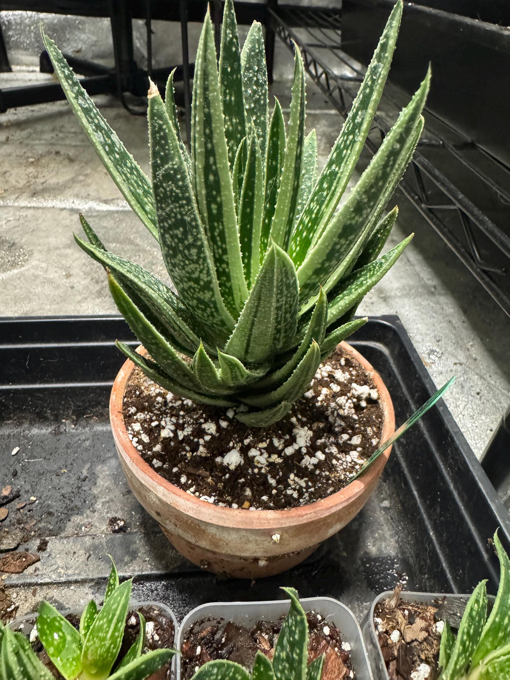 Mother plant not for sale - photo for illustrative purposes