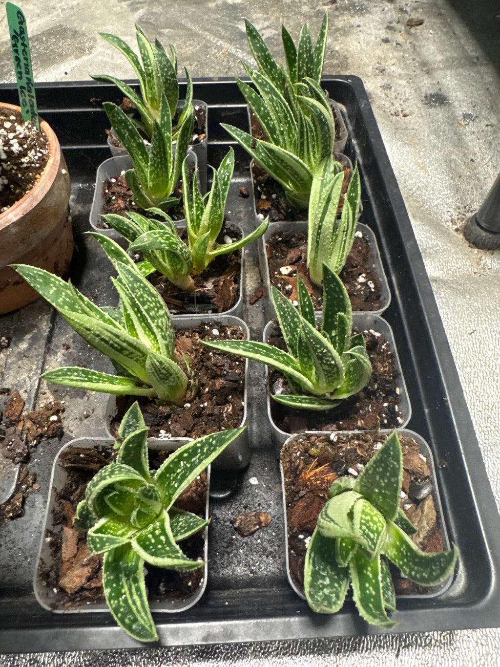 Your plant will be one of these 2” starter plants.