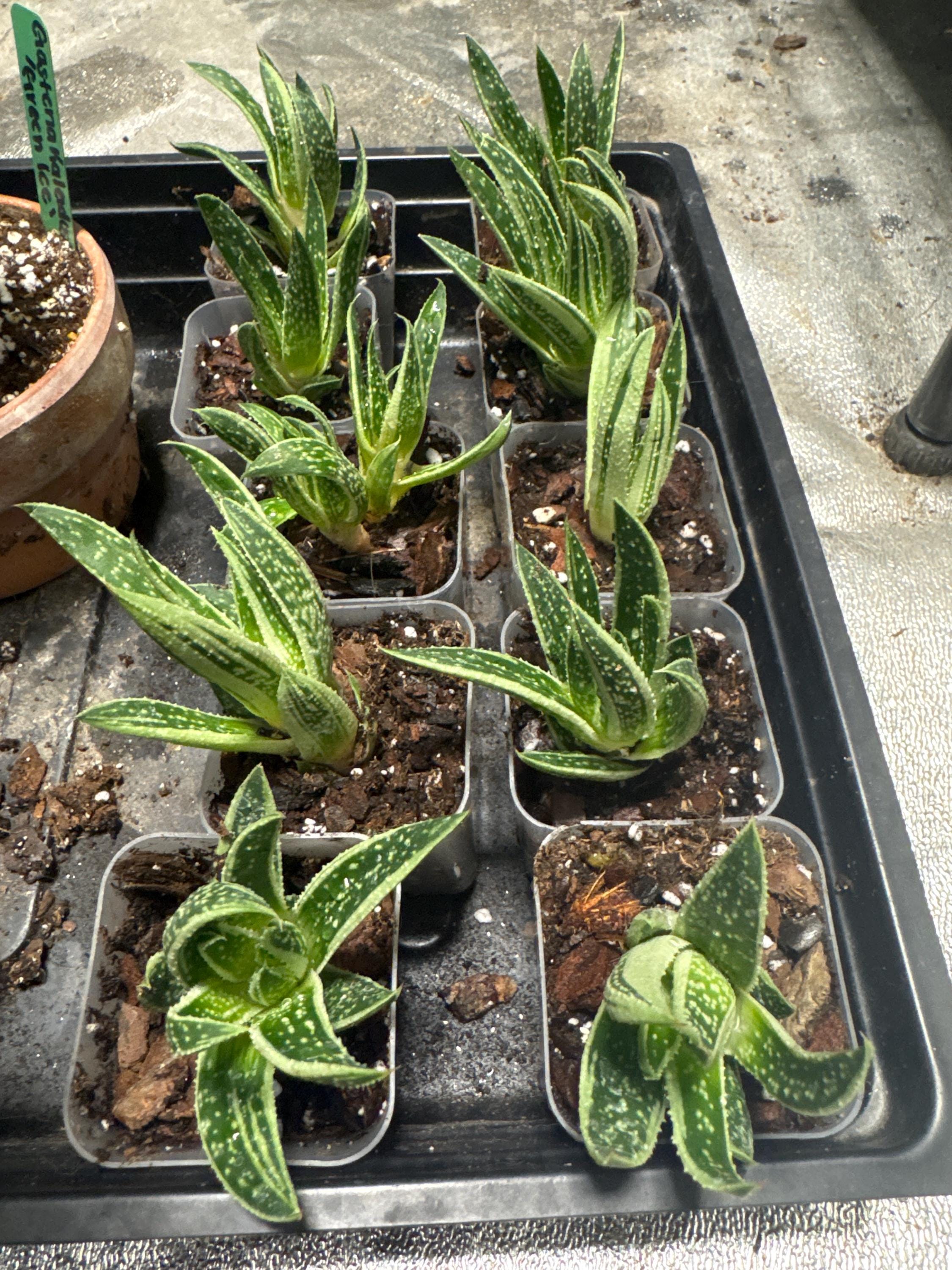 Your plant will be one of these 2” starter plants.