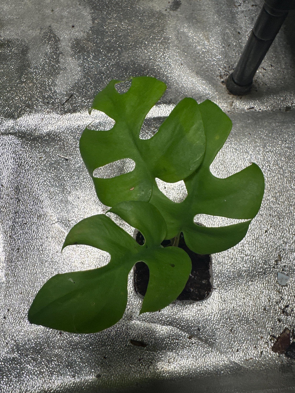 Rhaphidophora tetrasperma | Mini Monstera Starter Plant | 2” Clear Nursery Pot | Fast-Growing Aroid/Tropical