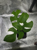 Rhaphidophora tetrasperma | Mini Monstera Starter Plant | 2” Clear Nursery Pot | Fast-Growing Aroid/Tropical