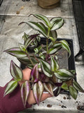 Tradescantia zebrina | Deep Purple | Wandering Dude | Inch Plant | Spiderwort | Multiple Cuttings in Sphagnum Moss