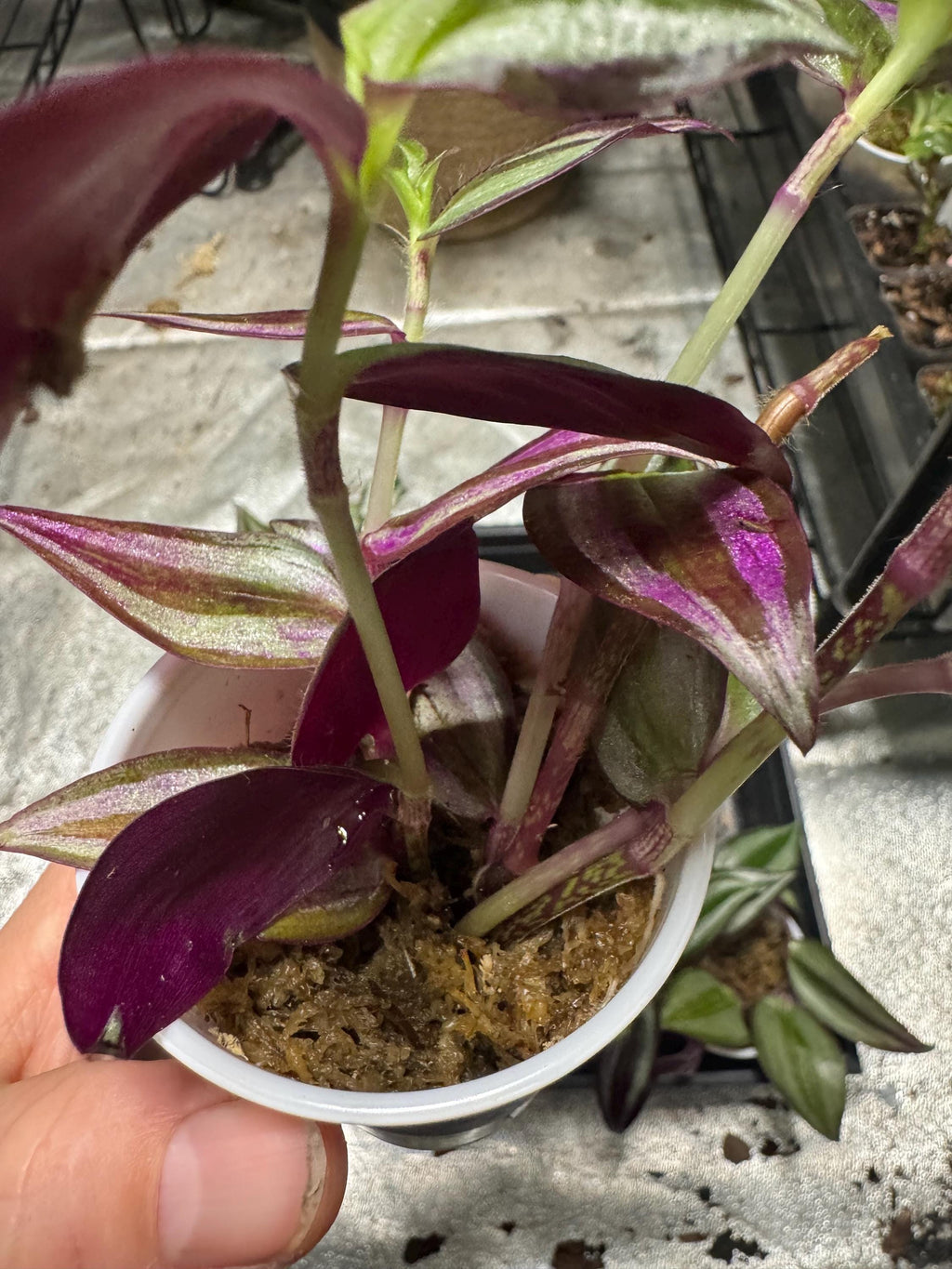 Tradescantia zebrina | Deep Purple | Wandering Dude | Inch Plant | Spiderwort | Multiple Cuttings in Sphagnum Moss