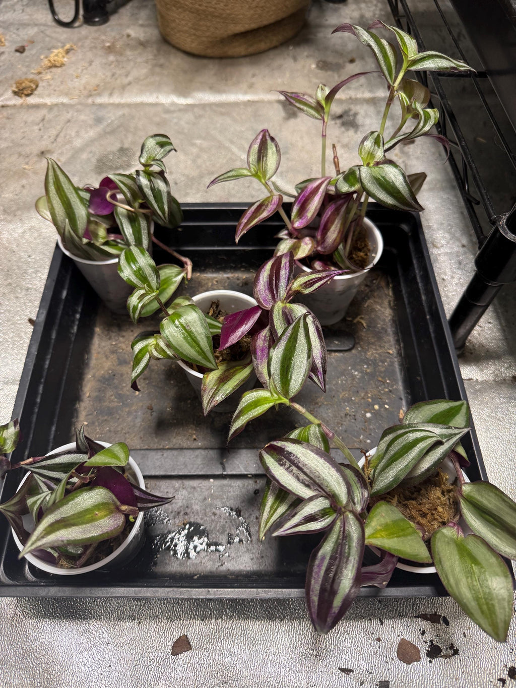 Tradescantia zebrina | Deep Purple | Wandering Dude | Inch Plant | Spiderwort | Multiple Cuttings in Sphagnum Moss