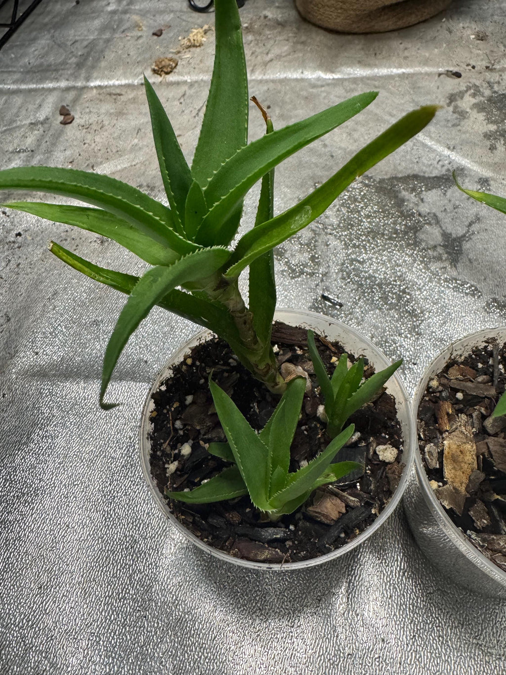 Plant for sale