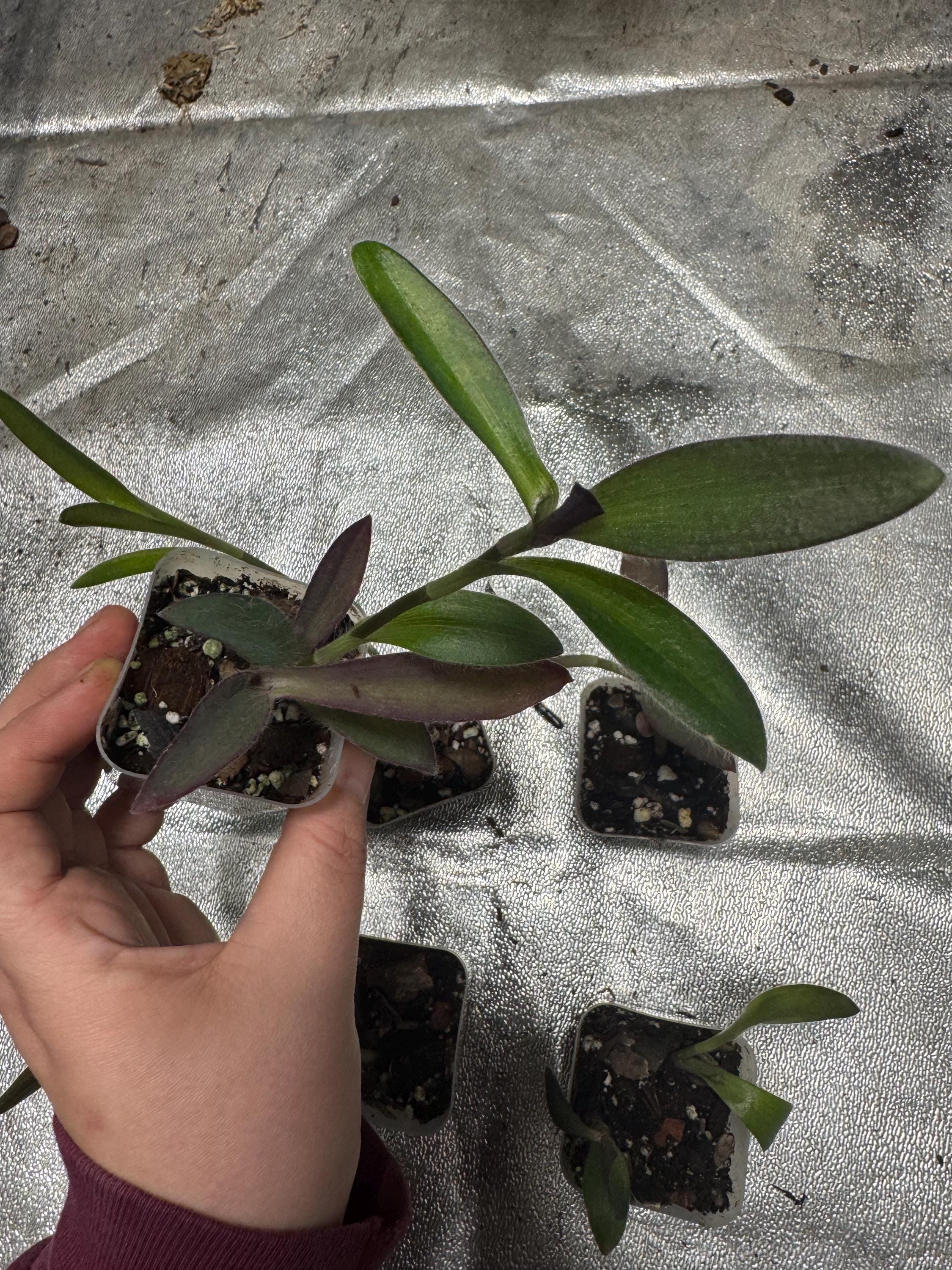 Tradescantia pallida | Wandering Dude Purple Heart | Rooted Starter Plant in 2” Clear Nursery Pot
