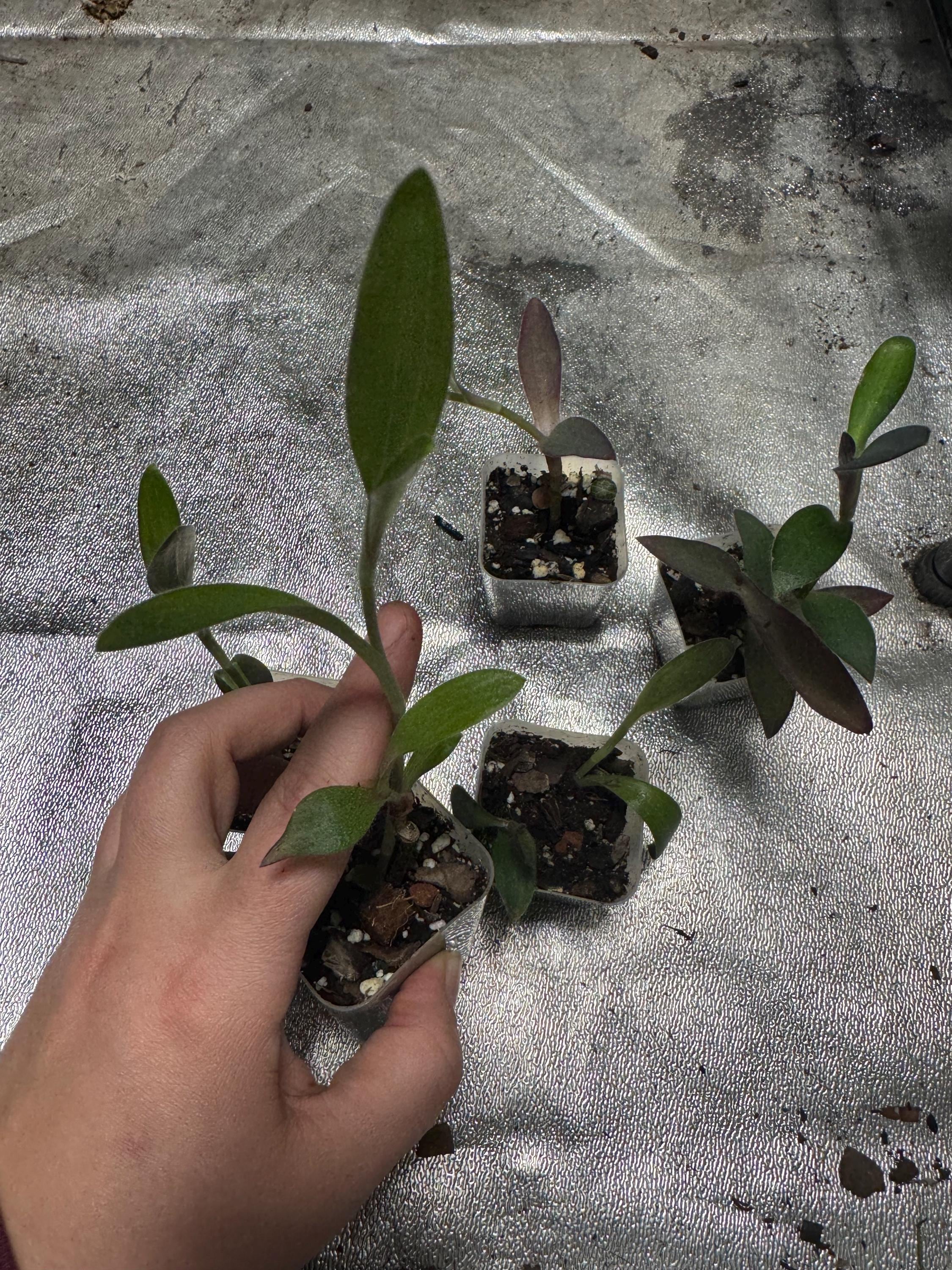 Tradescantia pallida | Wandering Dude Purple Heart | Rooted Starter Plant in 2” Clear Nursery Pot