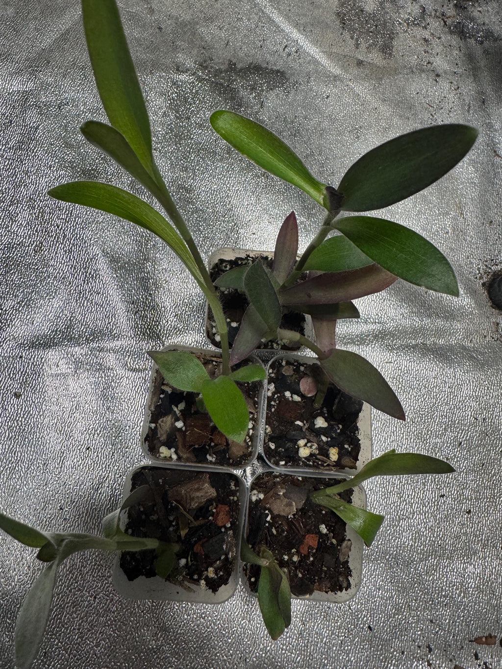 Tradescantia pallida | Wandering Dude Purple Heart | Rooted Starter Plant in 2” Clear Nursery Pot