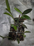 Tradescantia pallida | Wandering Dude Purple Heart | Rooted Starter Plant in 2” Clear Nursery Pot
