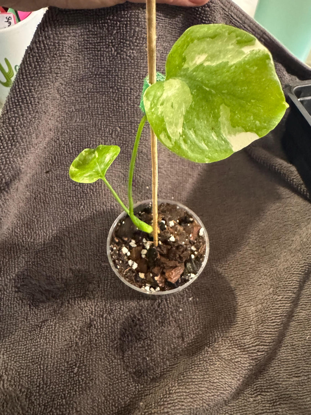 Monstera Thai Constellation Plantlet | Stable & Rooted | 4” Clear Nursery Pot | Variegated | Fast-Growing Houseplant