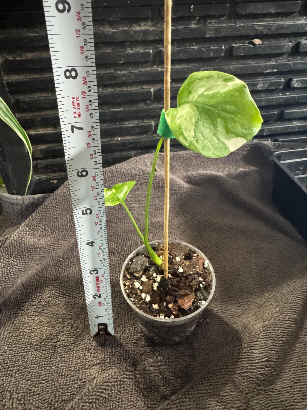 Monstera Thai Constellation Plantlet | Stable & Rooted | 4” Clear Nursery Pot | Variegated | Fast-Growing Houseplant