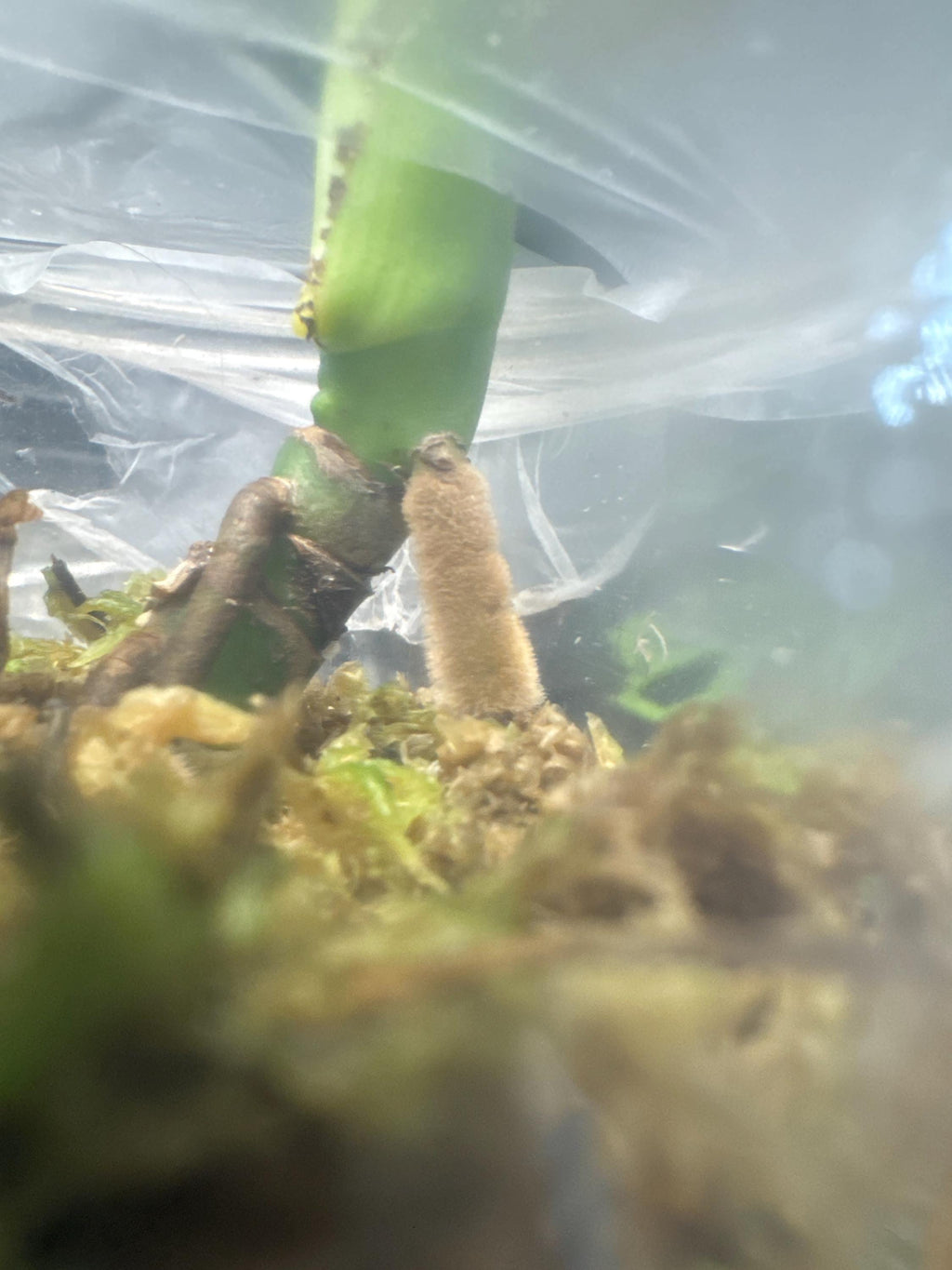 Monstera deliciosa (juvenile) | Swiss Cheese Plant | Rooted in Sphagnum Moss