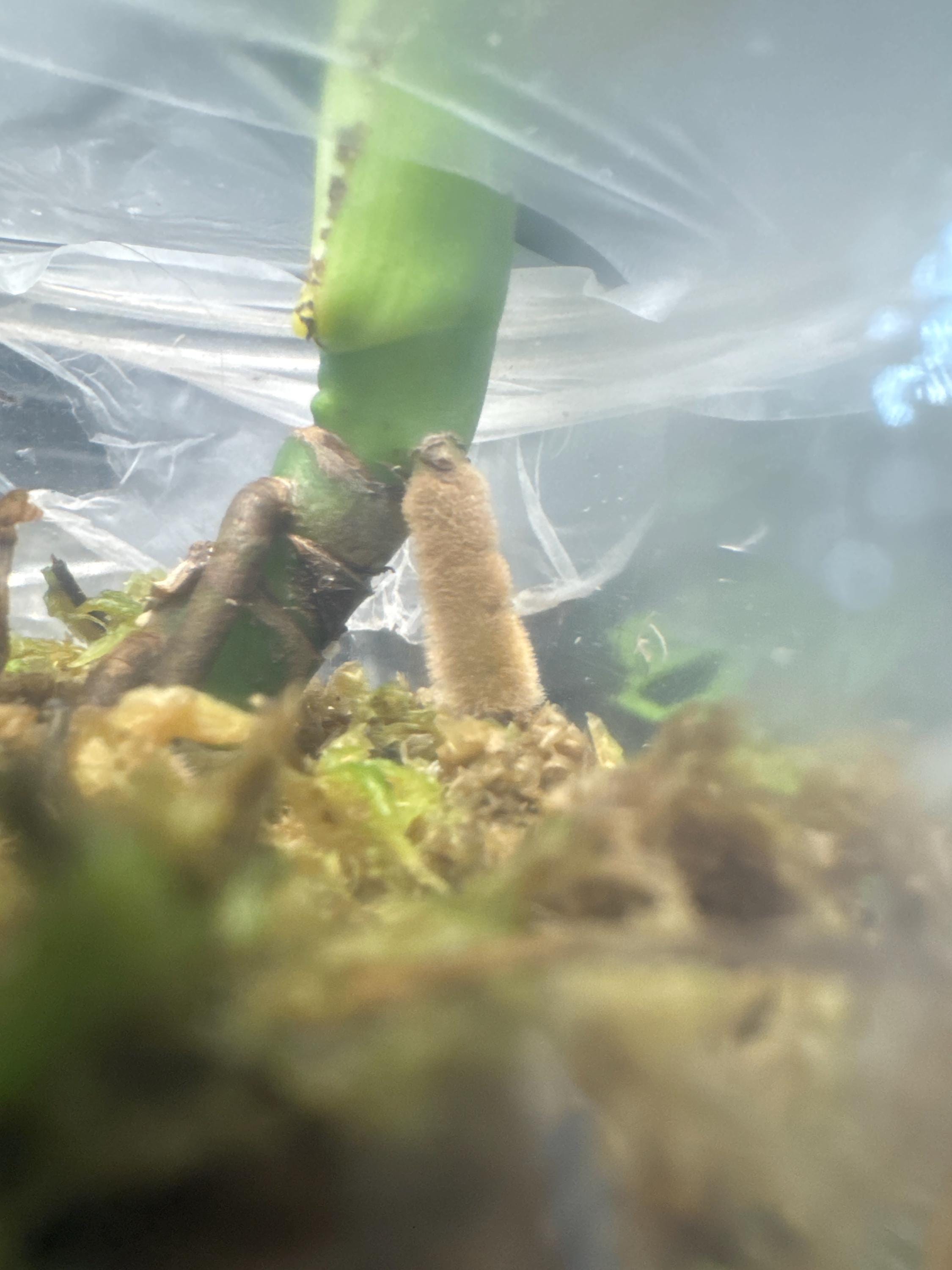 Monstera deliciosa (juvenile) | Swiss Cheese Plant | Rooted in Sphagnum Moss