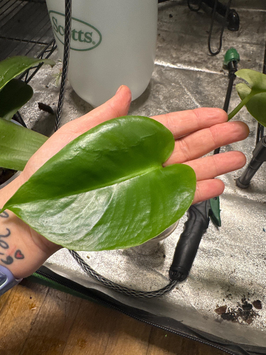 Monstera deliciosa (juvenile) | Swiss Cheese Plant | Rooted in Sphagnum Moss