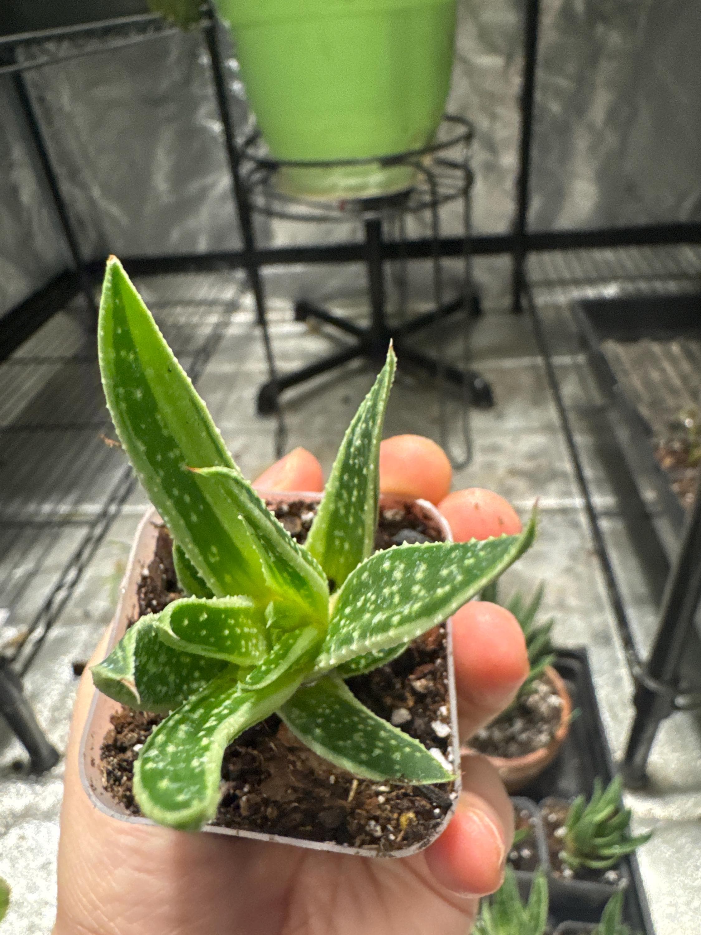 Your plant will be one of these 2” starter plants.