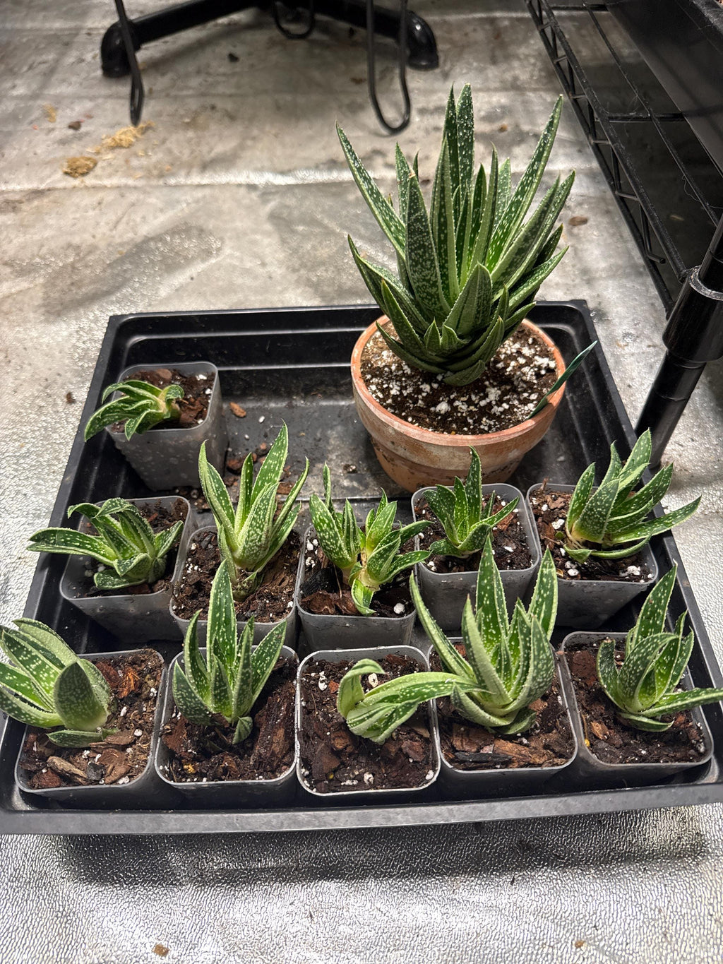 Your plant will be one of these 2” starter plants.