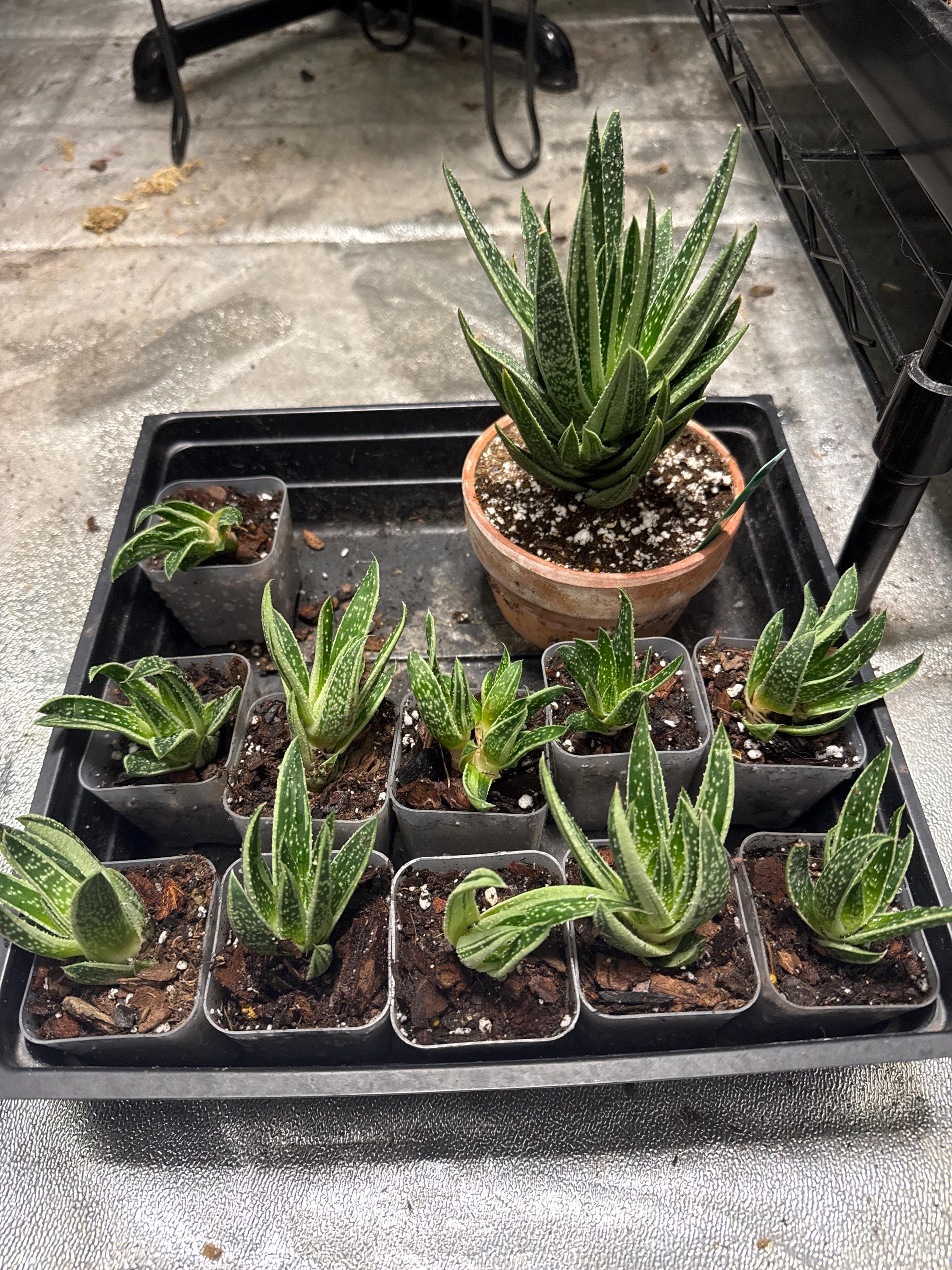 Your plant will be one of these 2” starter plants.