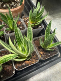 Your plant will be one of these 2” starter plants.