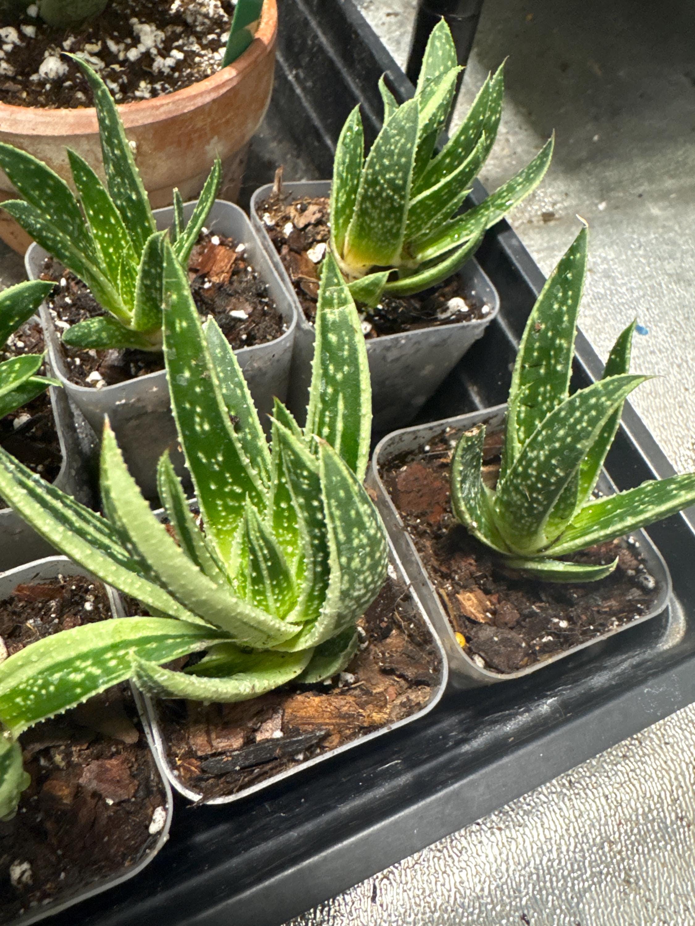 Your plant will be one of these 2” starter plants.