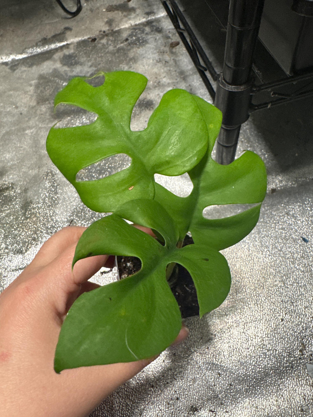 Rhaphidophora tetrasperma | Mini Monstera Starter Plant | 2” Clear Nursery Pot | Fast-Growing Aroid/Tropical