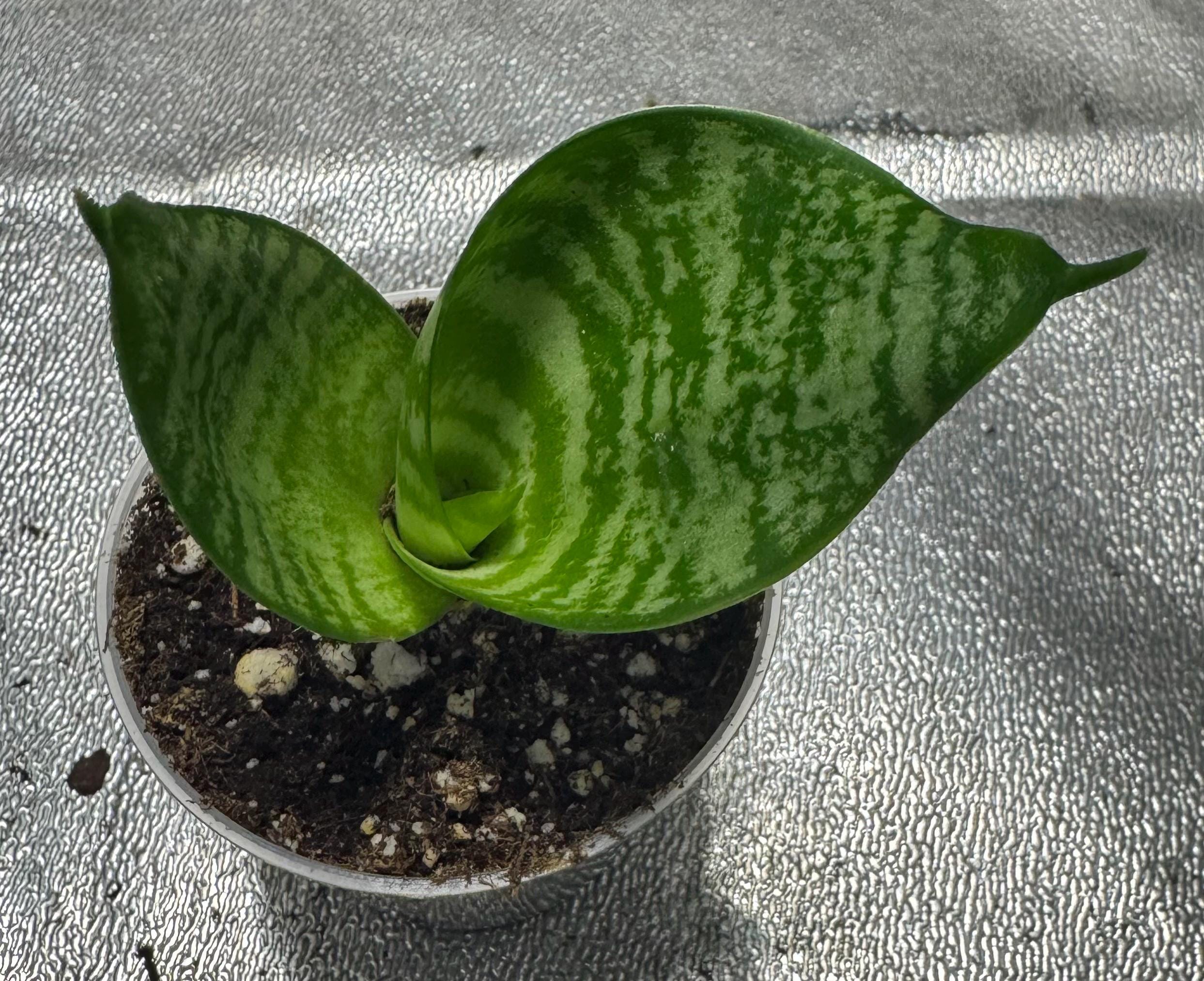 Dwarf Snake Plant ‘Hahnii’ | Bird’s Nest Sansevieria | Easy Care Starter | Low Light Houseplant