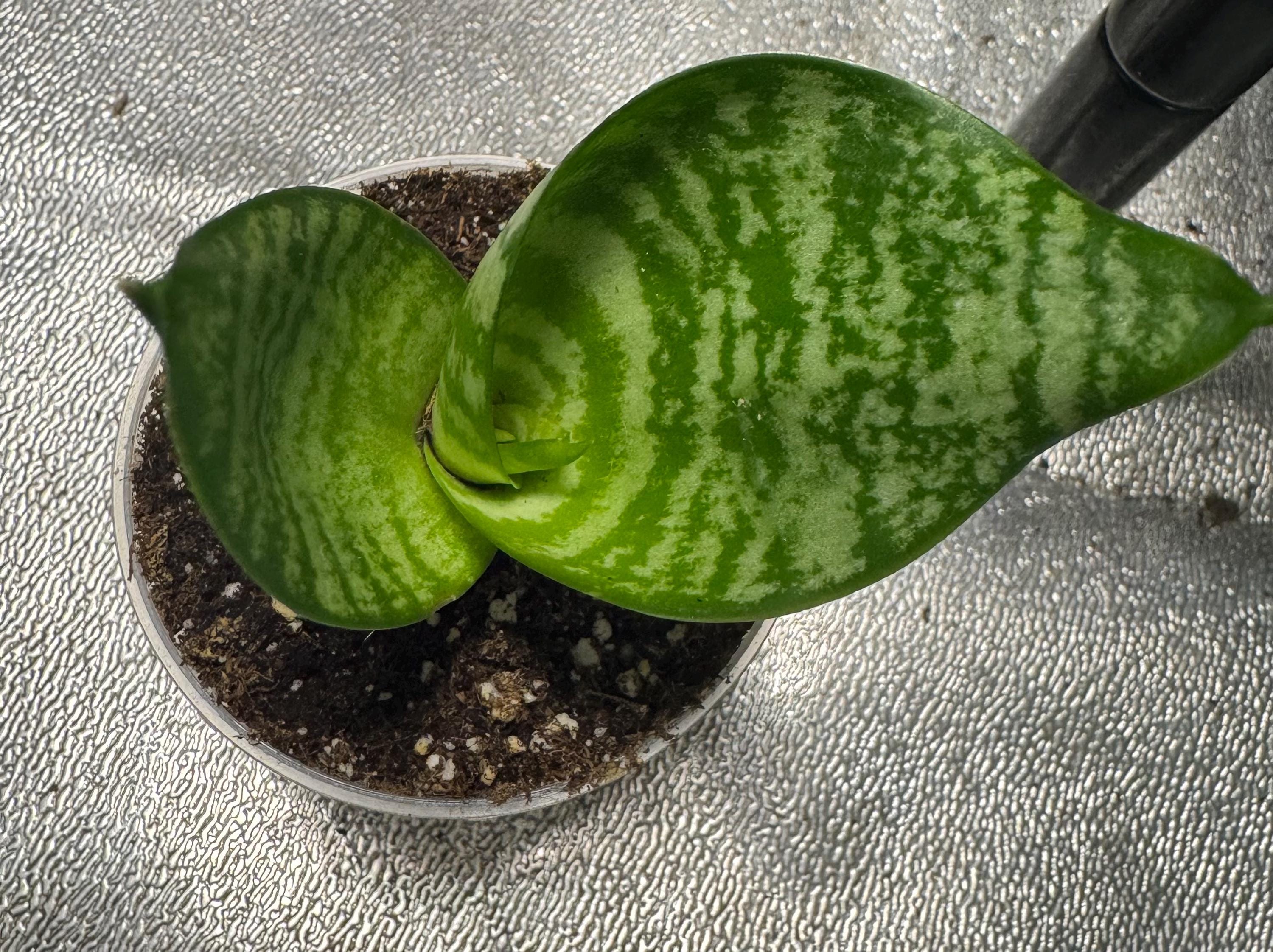 Dwarf Snake Plant ‘Hahnii’ | Bird’s Nest Sansevieria | Easy Care Starter | Low Light Houseplant