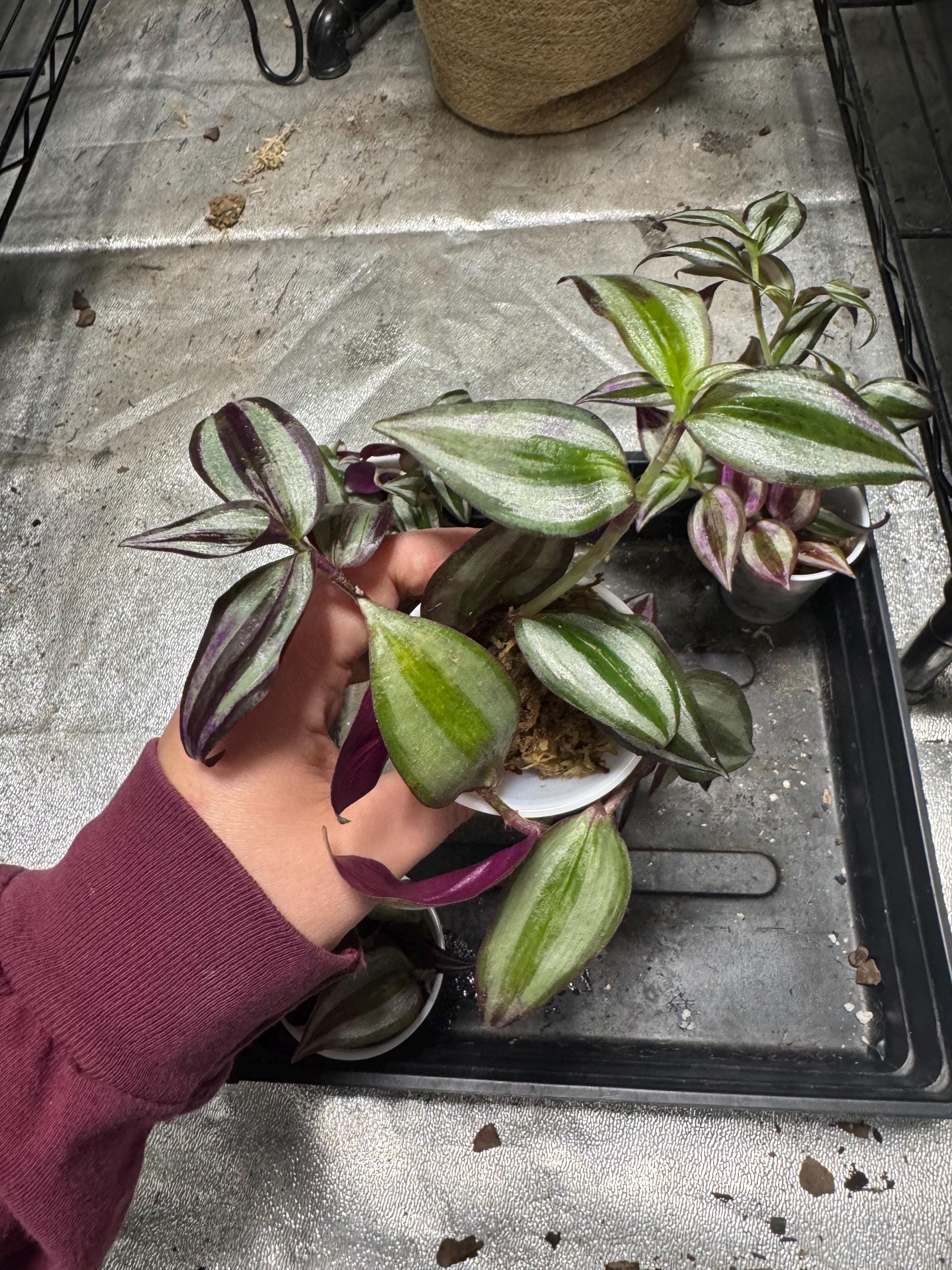 Tradescantia zebrina | Deep Purple | Wandering Dude | Inch Plant | Spiderwort | Multiple Cuttings in Sphagnum Moss