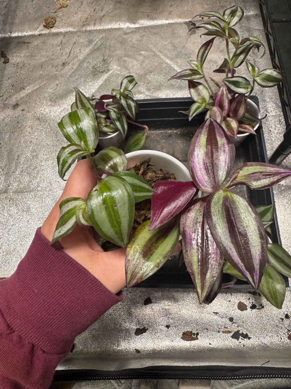 Tradescantia zebrina | Deep Purple | Wandering Dude | Inch Plant | Spiderwort | Multiple Cuttings in Sphagnum Moss