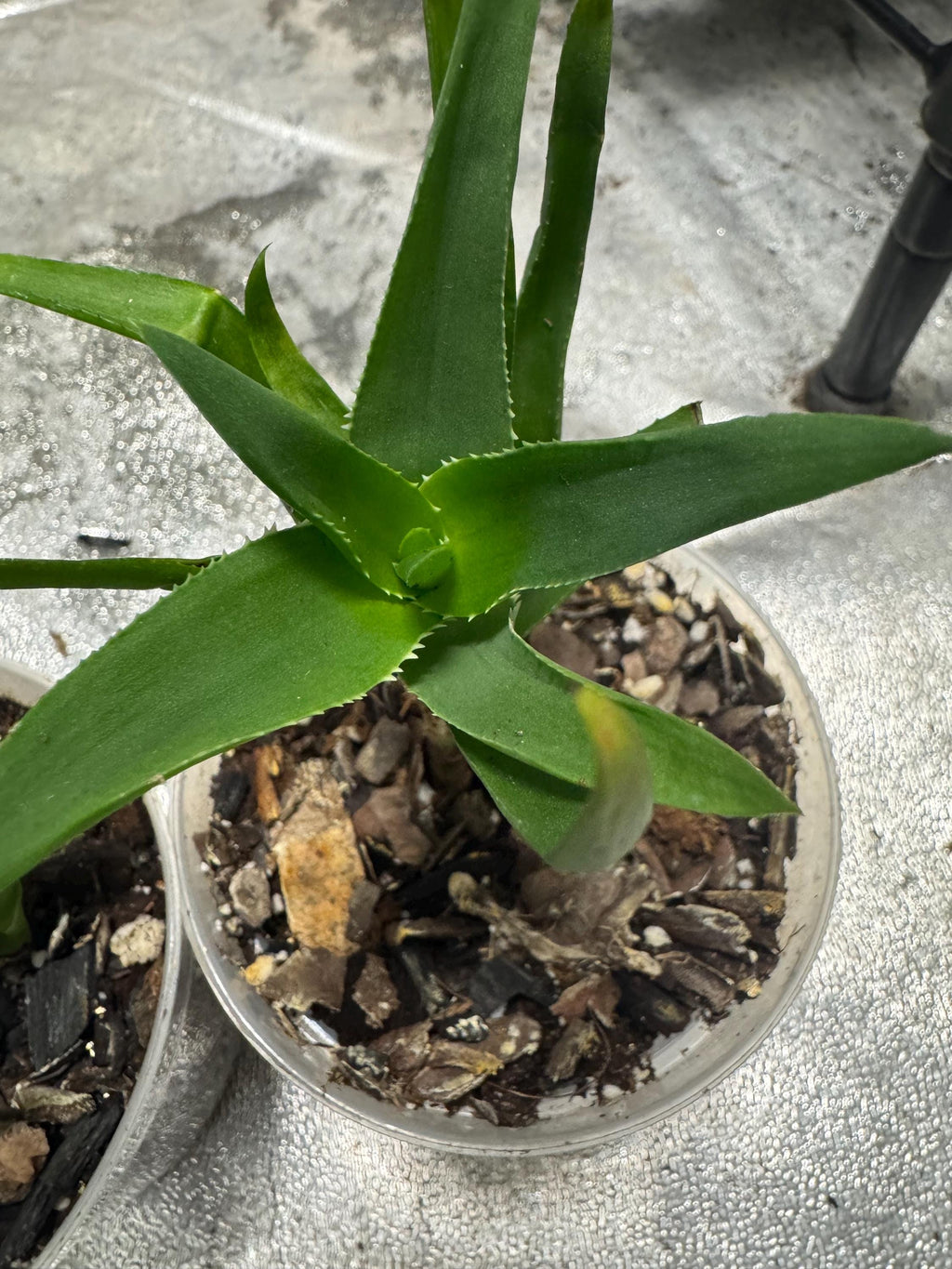 Plant for sale