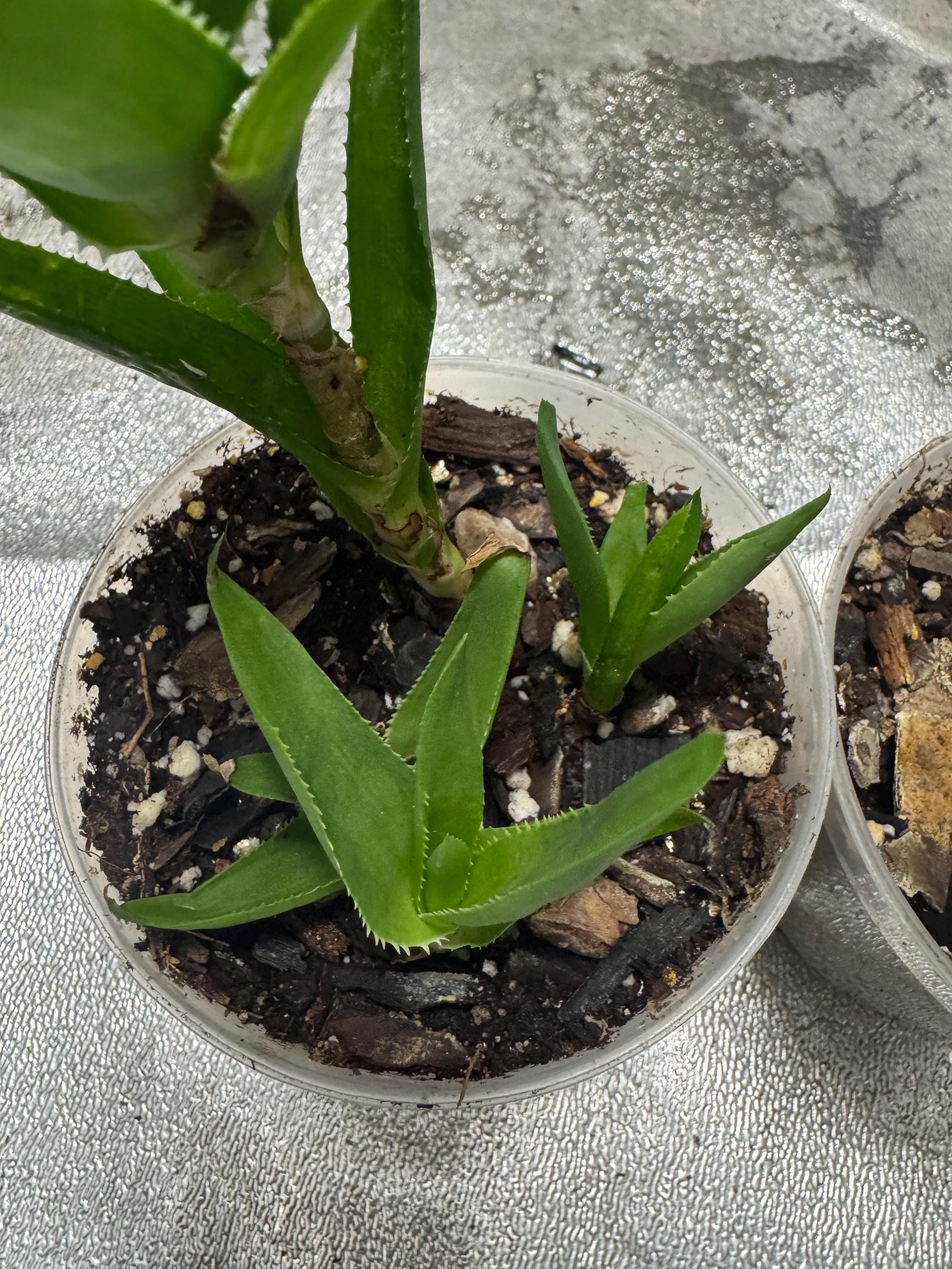 Plant for sale