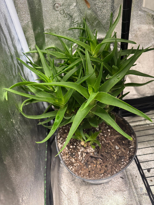 Mother plant not for sale. Photo shows clustering/climbing/vining