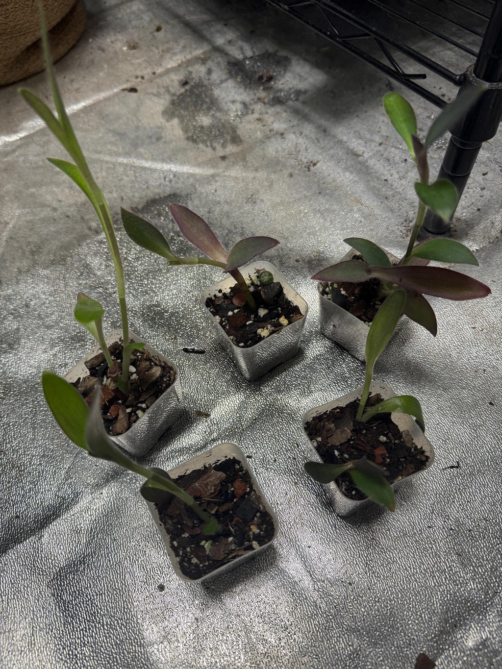 Tradescantia pallida | Wandering Dude Purple Heart | Rooted Starter Plant in 2” Clear Nursery Pot