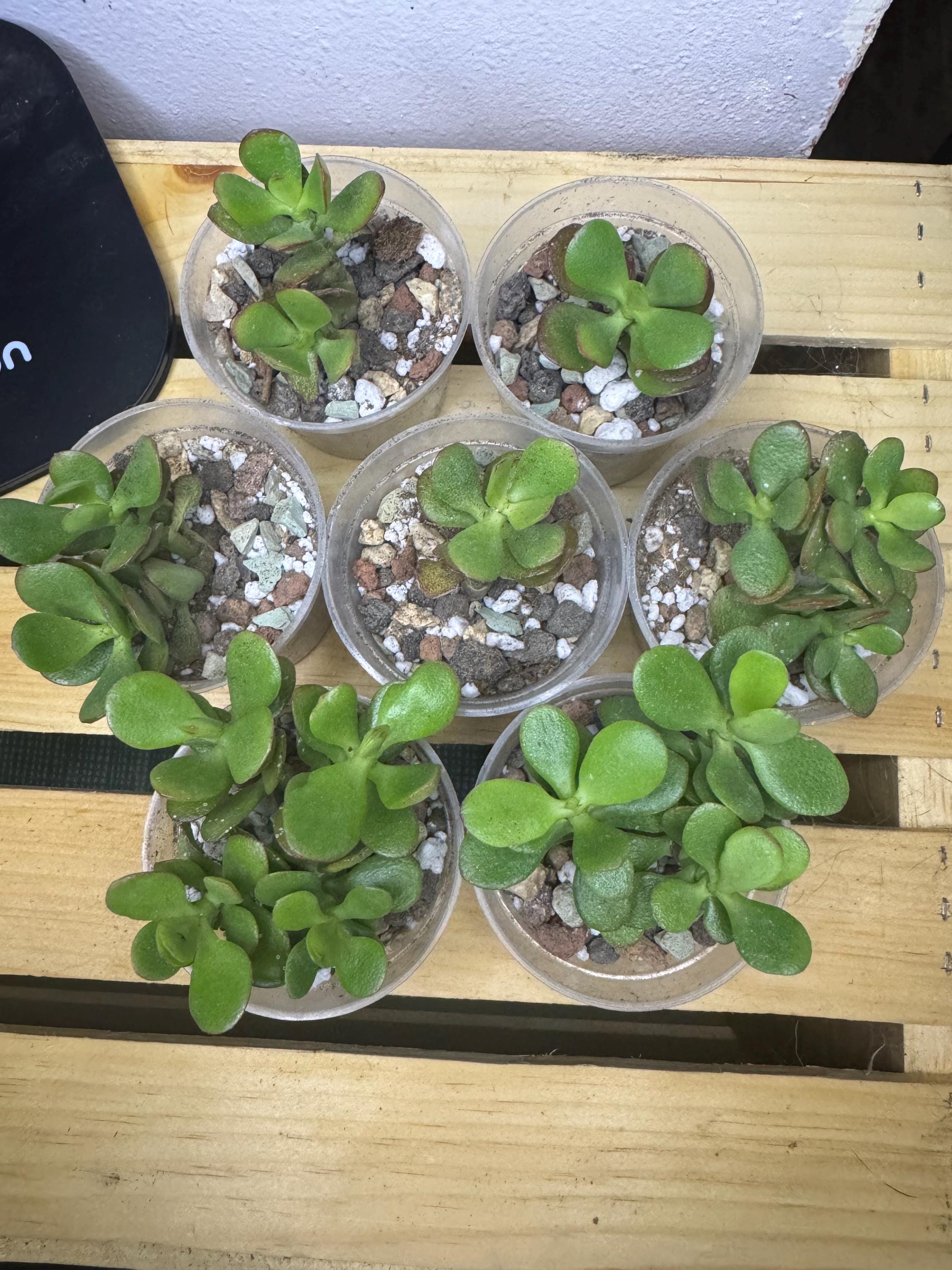 Crassula ovata | Jade Plant | Starter Succulent in 2.5” Clear Nursery Pot