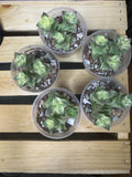 Crassula perforata | String of Buttons | 2 versions - Variegated and Non-variegated | Succulent in Clear Nursery Pot