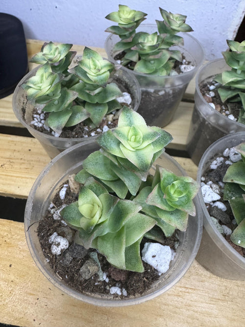 Crassula perforata | String of Buttons | 2 versions - Variegated and Non-variegated | Succulent in Clear Nursery Pot
