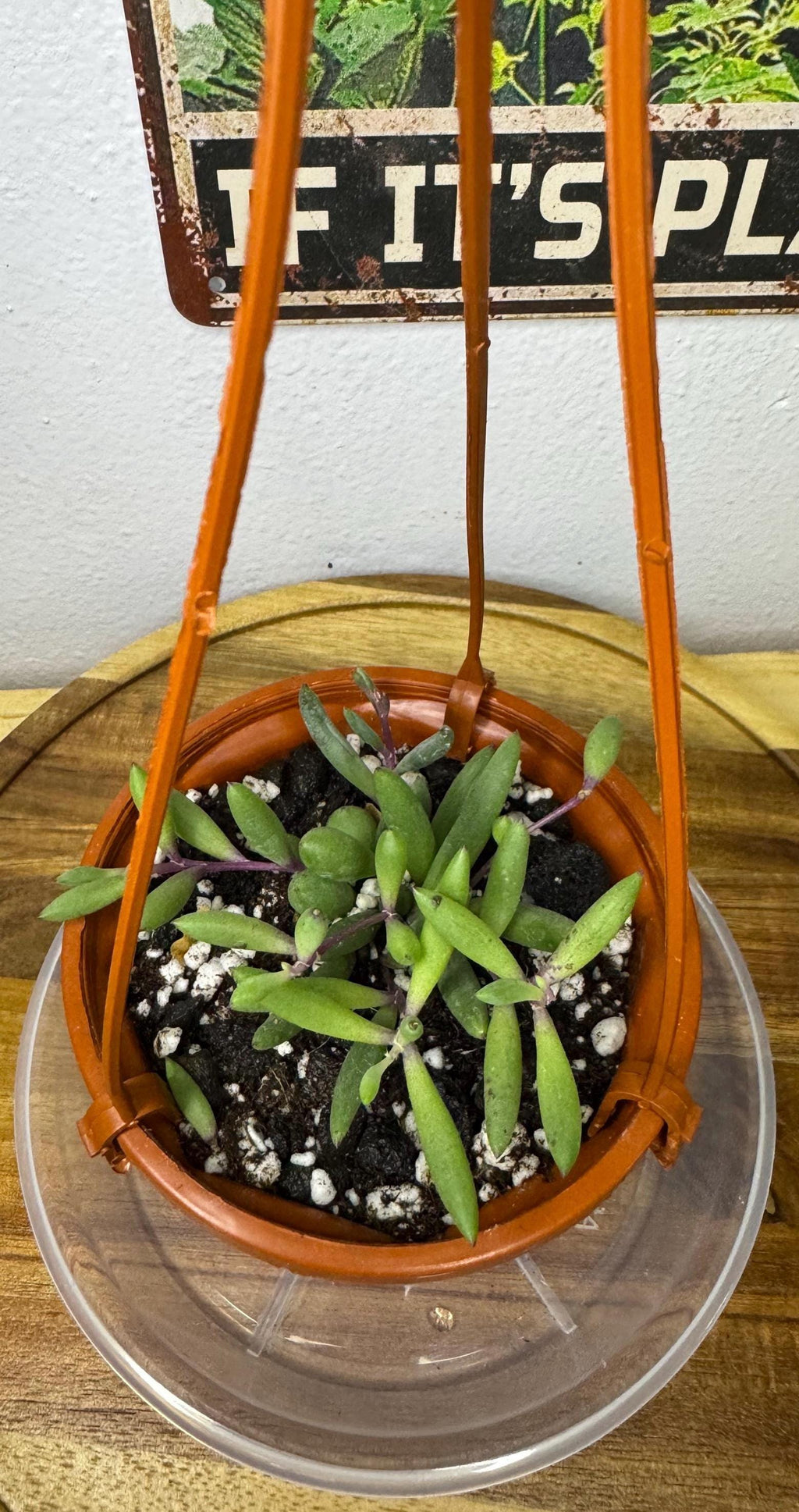 Othonna capensis | Ruby Necklace | 3” Hanging Basket