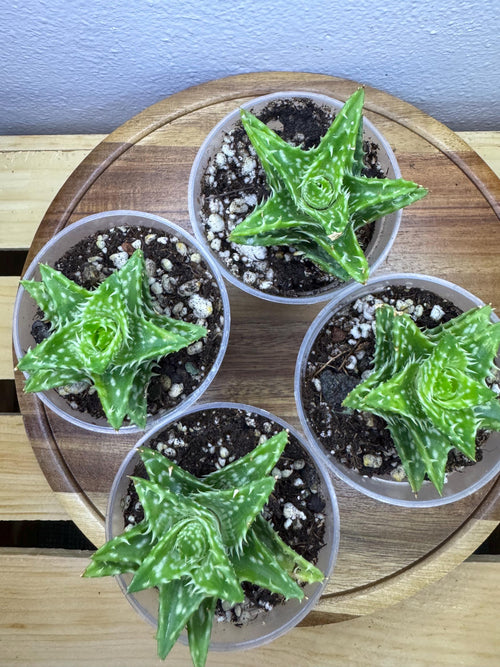 Aloe juvenna | Tiger Tooth Aloe | 2–3” Clear Nursery Pot