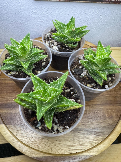 Aloe juvenna | Tiger Tooth Aloe | 2–3” Clear Nursery Pot