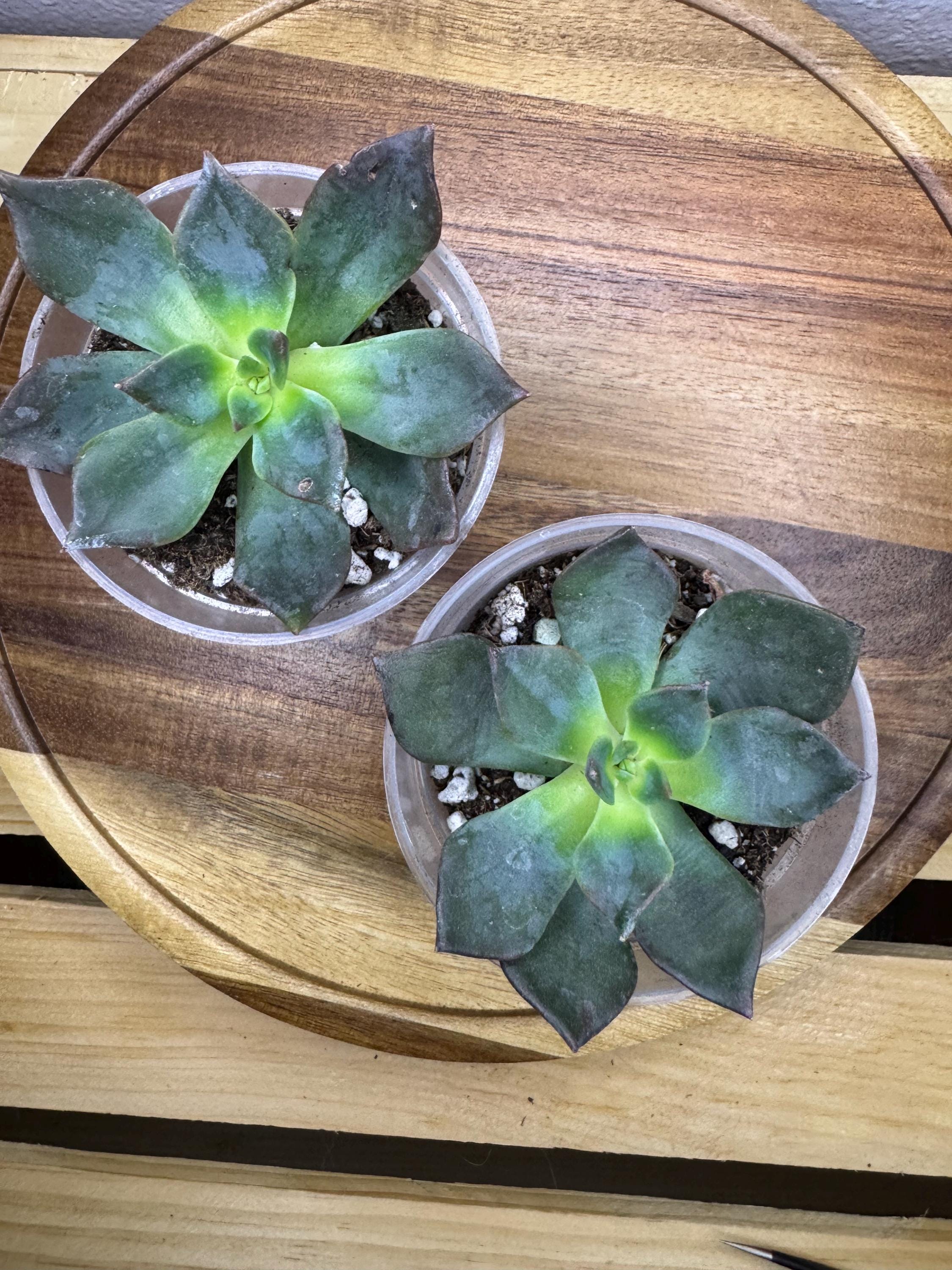 🌿 Option #1 – Dark Green Echeveria-Type Succulent

A beautiful rosette succulent featuring deep green leaves with a soft gradient toward a bright lime center. This variety develops wide, paddle-shaped foliage and stays compact, making it perfect for desks, windowsills, or small arrangements.
✨ Pet safe.