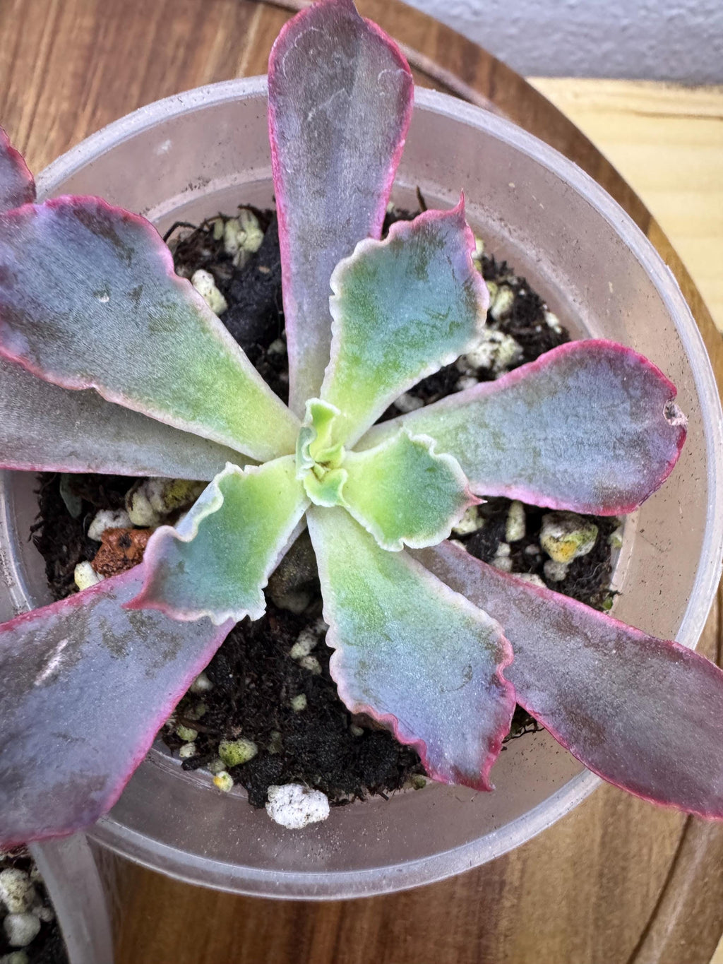 Option 2