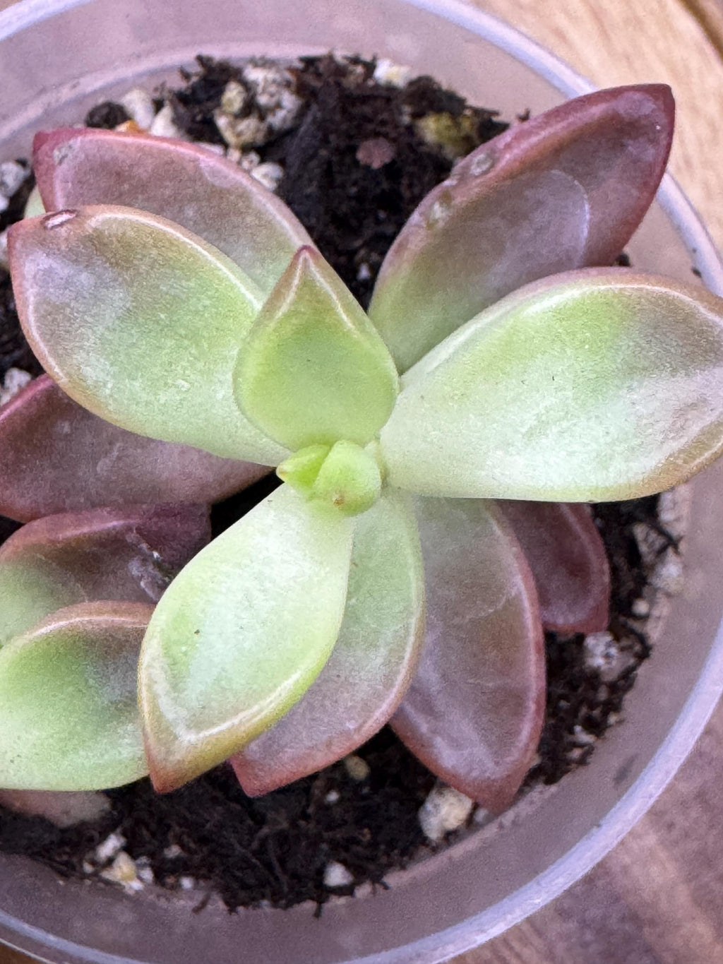 Graptosedum ‘Bronze’ | Cute Rosy Succulent for Any Space