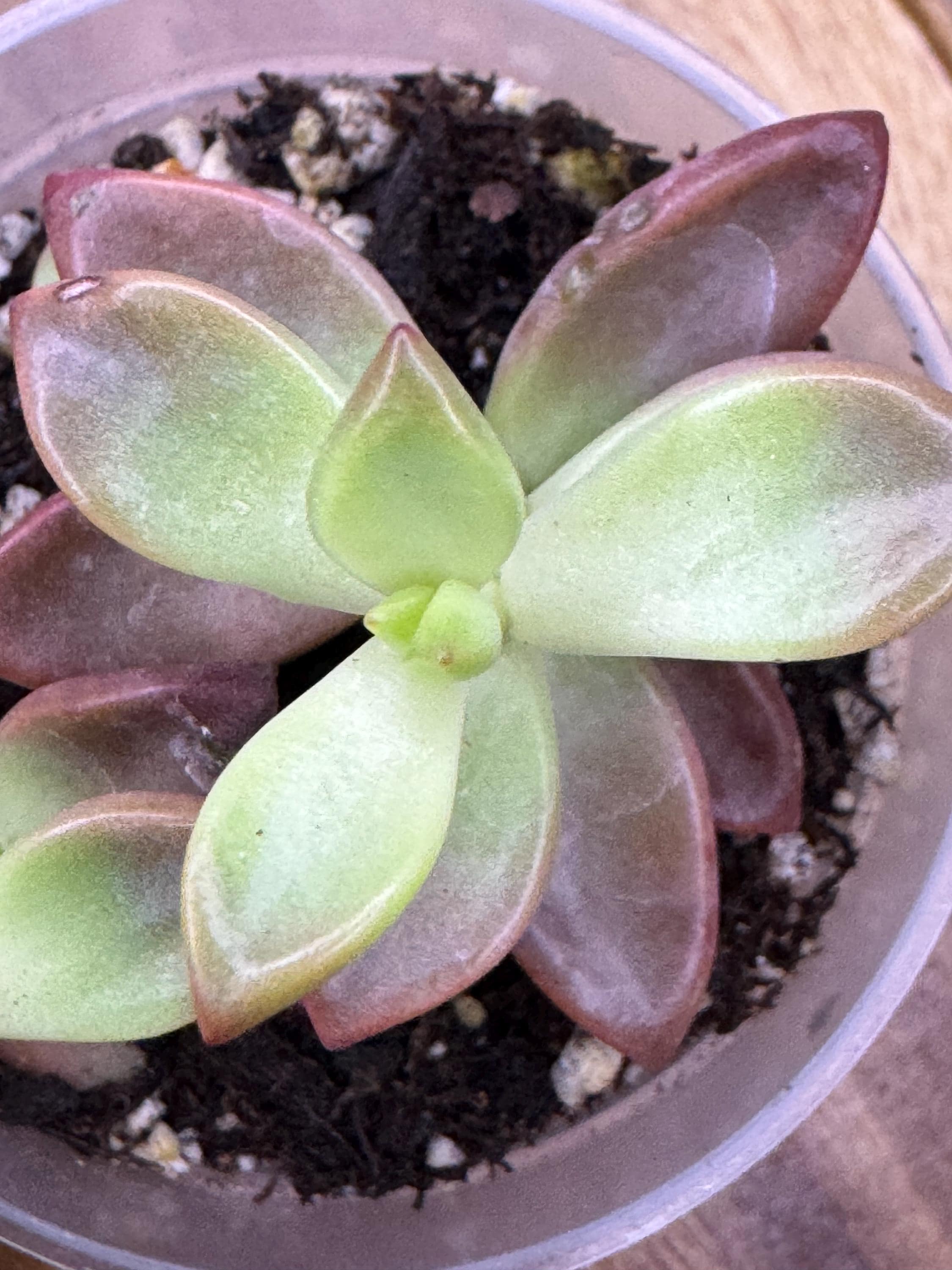 Graptosedum ‘Bronze’ | Cute Rosy Succulent for Any Space
