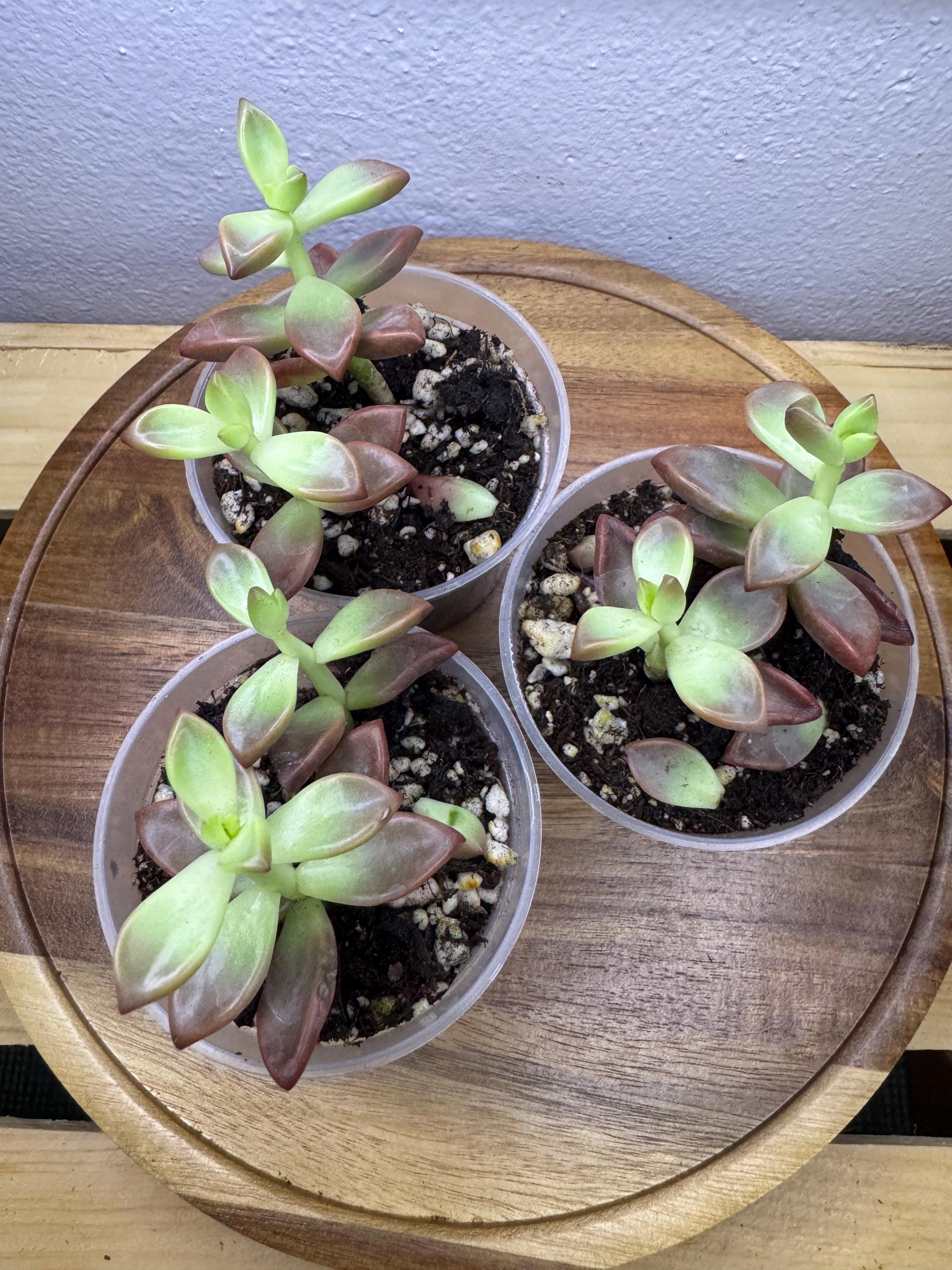 Graptosedum ‘Bronze’ | Cute Rosy Succulent for Any Space