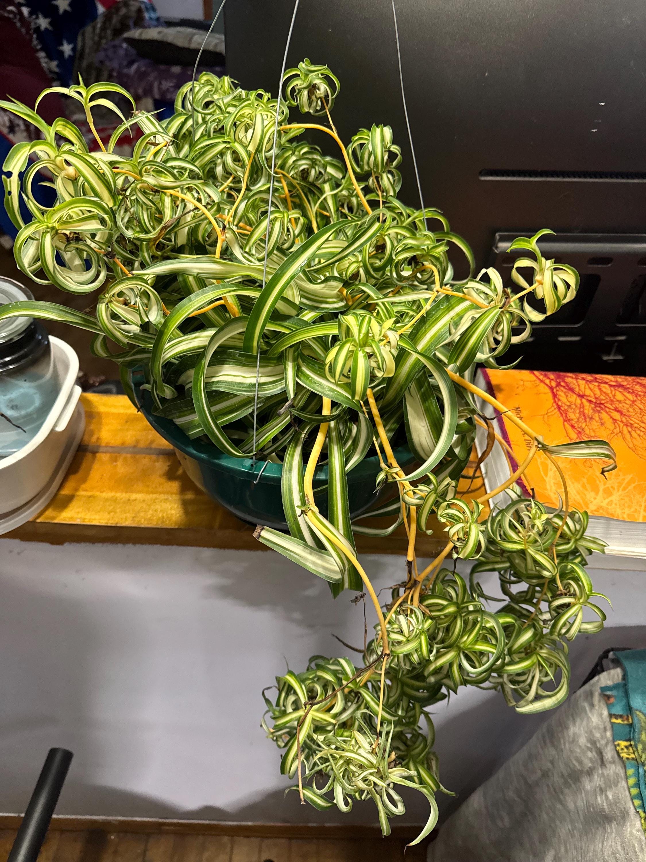 Momma plant | NOT FOR SALE